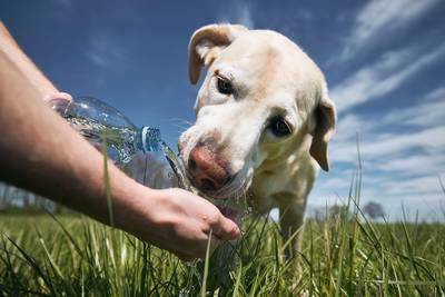 Labrador trinkt Wasser aus einer hingehaltenen Flasche auf einer sonnigen Wiese