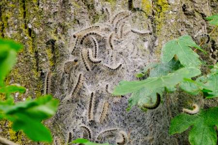 Eichenprozessionsspinner an einem Eichenbaum