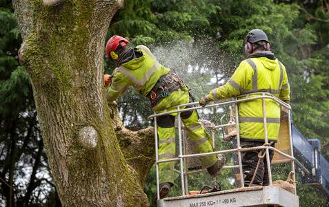 Zwei Arbeiter beschneiden im Baum Äste