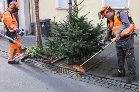 Entfernung von Unkraut