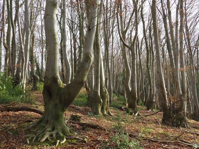 Reste eines Rahmbuschs im Siebengebirge © Joern Kling Reste eines Rahmbuschs im Siebengebirge