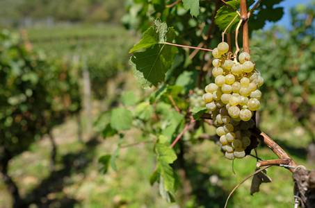 Weinrebe und Trauben im Weinberg