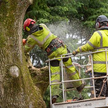 Arbeiter fällen einen Baum