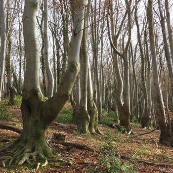 Reste eines Rahmbuschs im Siebengebirge