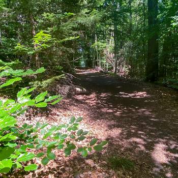 Waldweg im Siebengebirge