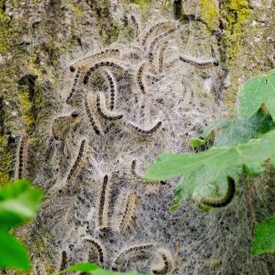 Eichenprozessionsspinner an einem Eichenbaum