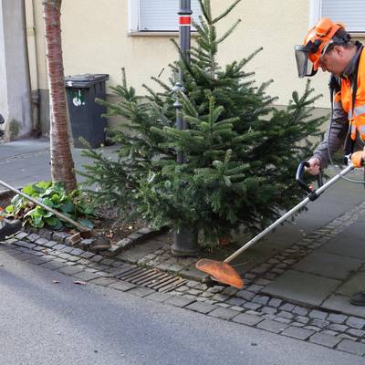 Entfernung von Unkraut