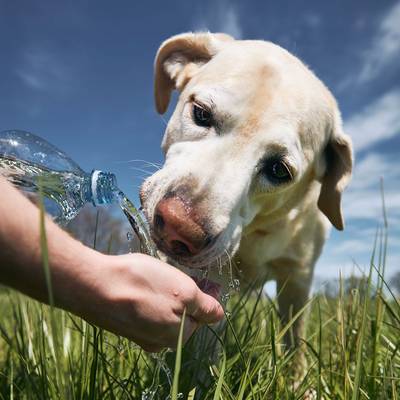 Labrador trinkt Wasser aus einer hingehaltenen Flasche auf einer sonnigen Wiese