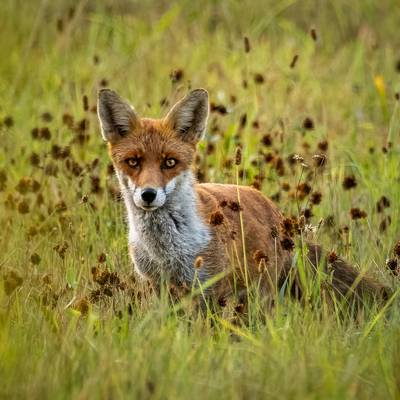 Bernd Giershausen   Fuchs