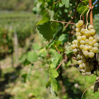 Weinrebe und Trauben im Weinberg