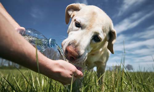 Labrador trinkt Wasser aus einer hingehaltenen Flasche auf einer sonnigen Wiese