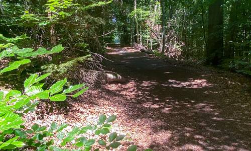 Waldweg im Siebengebirge