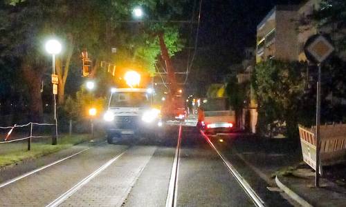 An der Rheinallee werden nachts die Bäume beschnitten