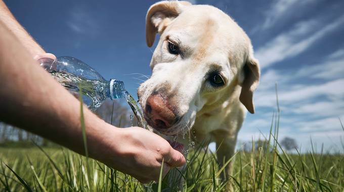 Labrador trinkt Wasser aus einer hingehaltenen Flasche auf einer sonnigen Wiese