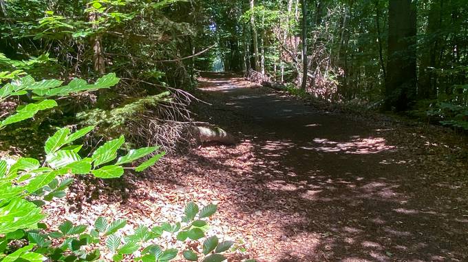 Waldweg im Siebengebirge